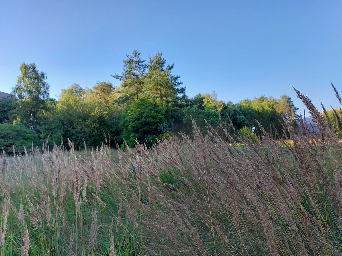 siitepolya's tweet photo. Pujon kukinta jatkuu heikkona maan eteläosissa, ja heinien kukinta lähestyy loppuaan. Tuoksukin siitepölyä kulkeutuu edelleen Suomeen, eniten maan itäosiin. Vesisateet tuovat onneksi hetkeksi helpotusta isossa osassa maata. #allergia #siitepöly #heinä #pujo #tuoksukki https://t.co/EiO02c0YBO