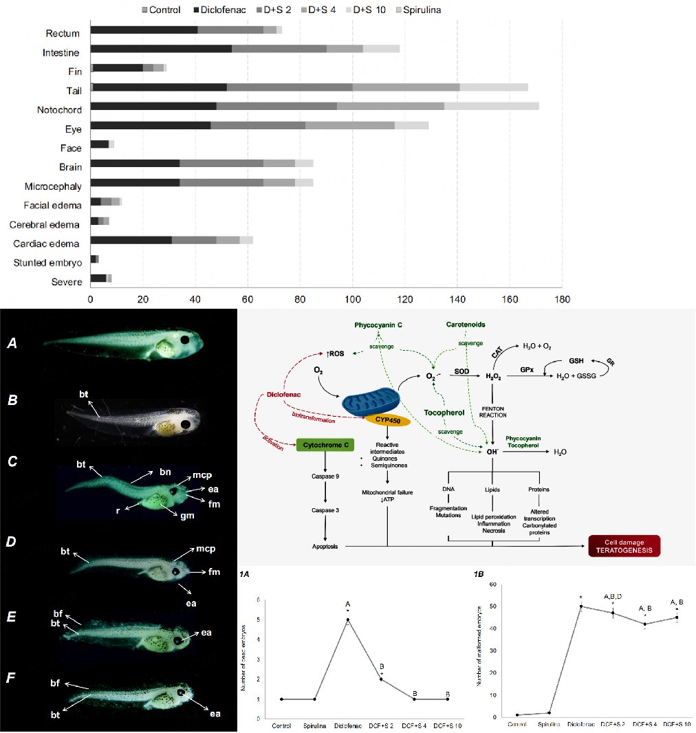 WECN__'s tweet image. 🌟High-Quality Paper by Hariz Islas-Flores team: Effects of spirulina (Arthrospira maxima) on teratogenicity and diclofenac-induced oxidative damage in Xenopus laevis
🔗oaepublish.com/articles/wecn.…
🌈Keywords: #diclofenac, #spirulina, #oxidativestress, #Xenopuslaevis, #teratogenicity