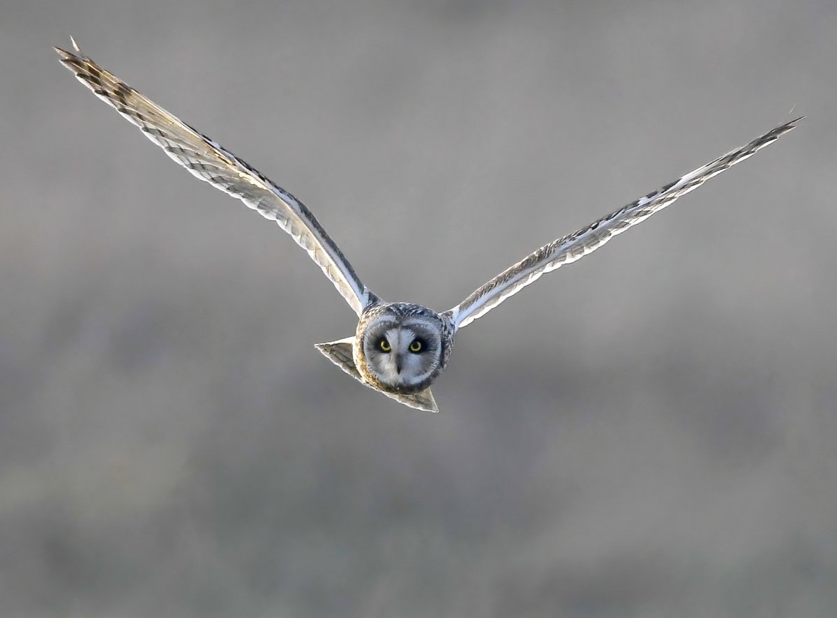 CarlBovisNature's tweet image. As it's Friday, I'm asking all my followers to please retweet (and comment) on this post if you see it, to help my bird account be seen!🙏♥️
 To make it worth sharing, here's a Short Eared Owl approaching!😍🦉
 Thank you very much!😊🐦