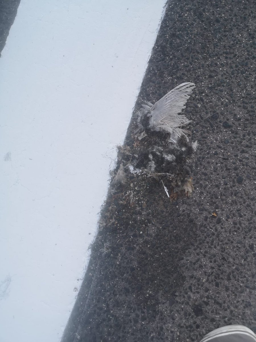 Angeelbr's tweet image. Han pintado un paso de cebra en Sevilla Este y, en lugar de retirar los restos de una paloma muerta, han pintado encima. Esto dice mucho sobre el alcalde de Tomares. #ChapuSanz