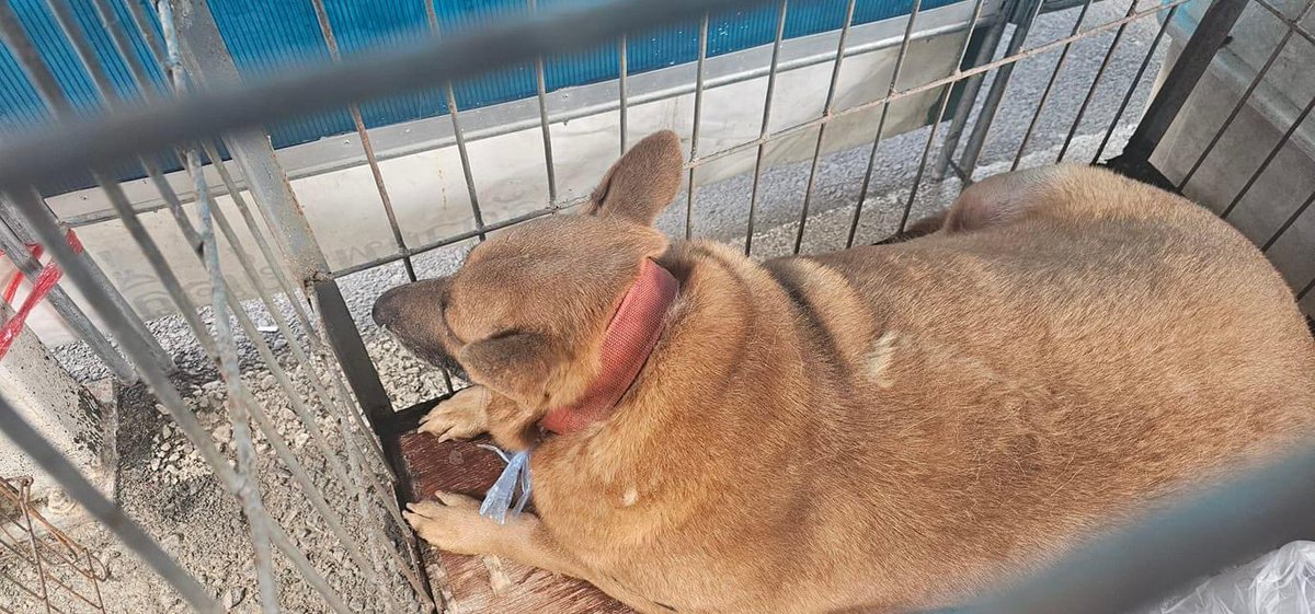 สำนักงานปศุสัตว์จังหวัดเชียงราย ต้องการพัดลมอุสาหกรรมประมาณ 3 ตัว เนื่องจากอากาศร้อนมากๆ ฝากประชาสัมพันธ์นะคะ 

 #น้ําท่วมเชียงราย