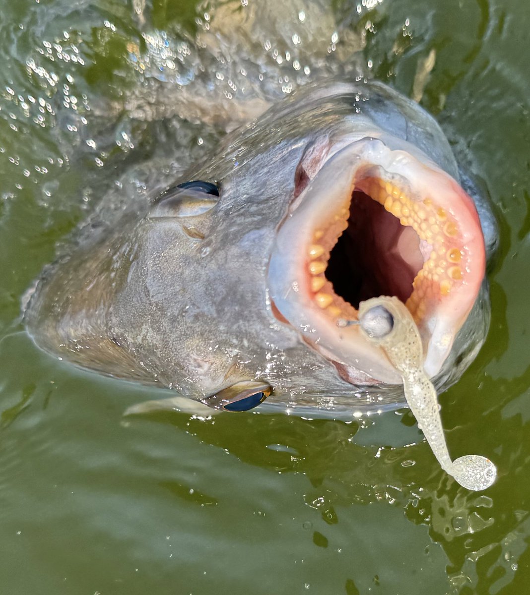 flagship1985's tweet image. 横の動きにスコブル反応良くなってる！見えてるとこは着水すぐ巻く、見えないとこはカーブフォールさせてレンジ入れる。今日は1.8gでしたがもっと重くしてスピード上げても全然イケそう♪
#KEITECH #スイングベイト #経験は品質に