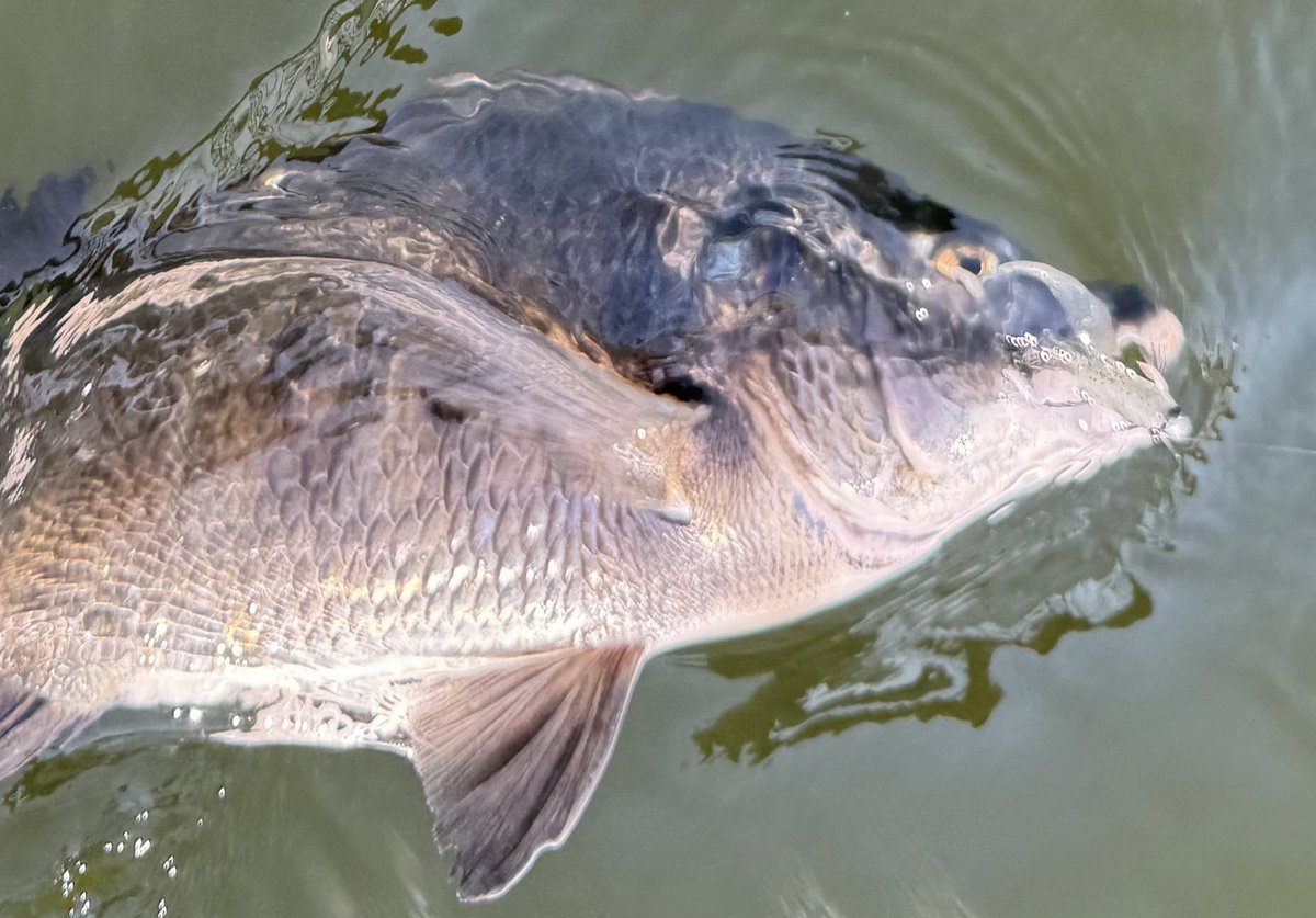 flagship1985's tweet image. 横の動きにスコブル反応良くなってる！見えてるとこは着水すぐ巻く、見えないとこはカーブフォールさせてレンジ入れる。今日は1.8gでしたがもっと重くしてスピード上げても全然イケそう♪
#KEITECH #スイングベイト #経験は品質に