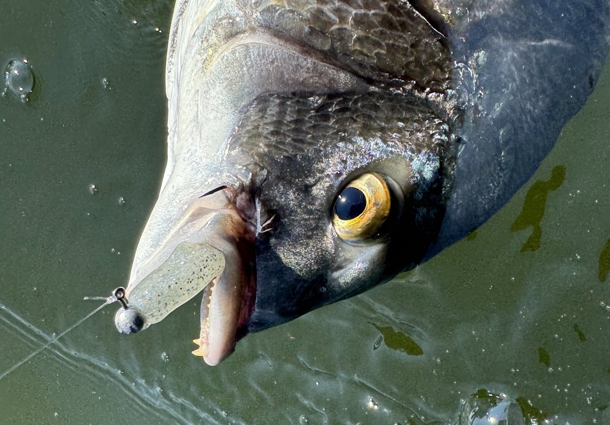 flagship1985's tweet image. 横の動きにスコブル反応良くなってる！見えてるとこは着水すぐ巻く、見えないとこはカーブフォールさせてレンジ入れる。今日は1.8gでしたがもっと重くしてスピード上げても全然イケそう♪
#KEITECH #スイングベイト #経験は品質に