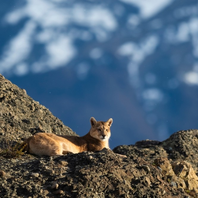 wanderlustmag's tweet photo. #QuizTime ❓ 

How well do you know South American animals? https://t.co/qBMeHnPQWP https://t.co/yjrWO3RVS1