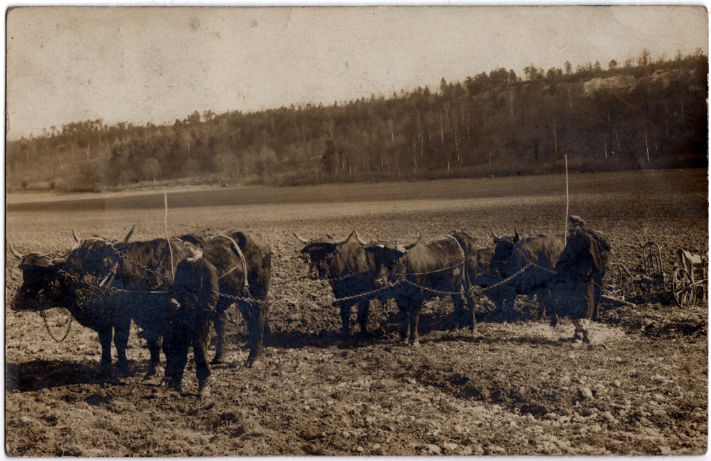 From Farm to Fork! 🐮🍽️

Learn more about the agro-industrial complex in the Eure departement (France) in the early 20th century
👀👇agriculturalmuseums.org/2024/07/12/fro…