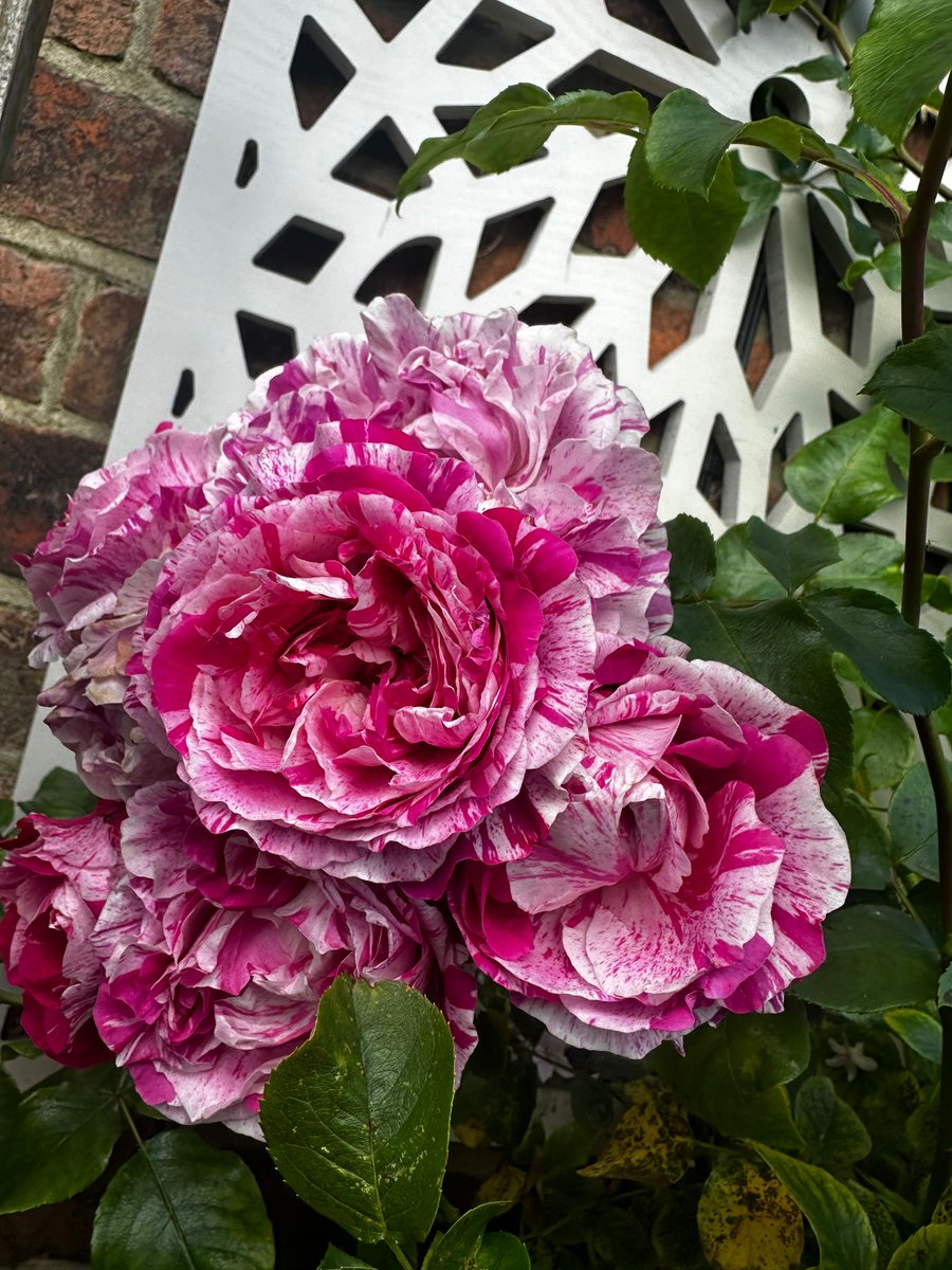 Flower Friday 🌸 Hybrid Tea Rose 'Candy Stripe' eschews the typically plain coloured flowers of its parent plant and instead features dazzling candy striped pink and white blooms. This vigorously growing hybrid provides a showy addition to garden beds. 

blueirislandscapes.co.uk/services/lands…