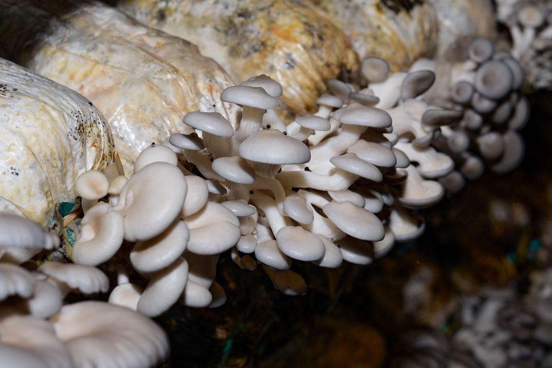 AfricanMGrowers's tweet photo. Every mushroom tells a story of patience and care. 🌿🍄 What’s your favorite way to enjoy mushrooms? #LetsTalkMushrooms #FreshFromTheFarm #MushroomLove https://t.co/BlgIrxWkkA