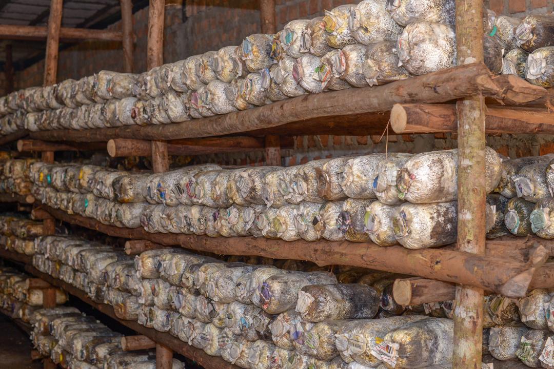 AfricanMGrowers's tweet photo. Every mushroom tells a story of patience and care. 🌿🍄 What’s your favorite way to enjoy mushrooms? #LetsTalkMushrooms #FreshFromTheFarm #MushroomLove https://t.co/BlgIrxWkkA