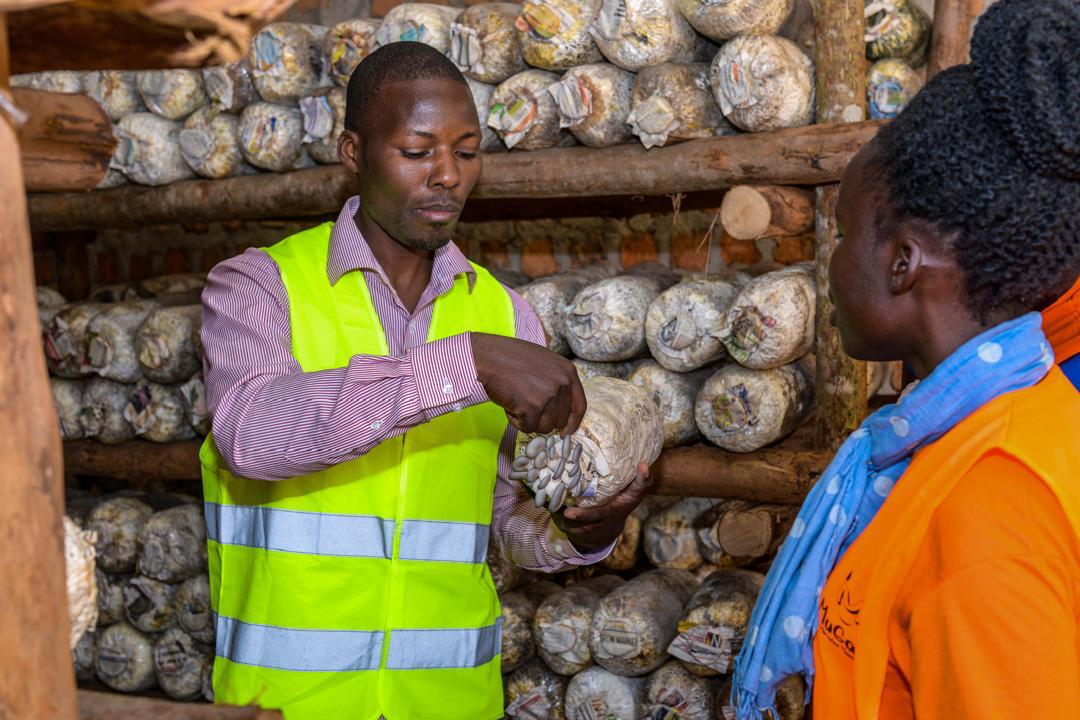 AfricanMGrowers's tweet photo. Every mushroom tells a story of patience and care. 🌿🍄 What’s your favorite way to enjoy mushrooms? #LetsTalkMushrooms #FreshFromTheFarm #MushroomLove https://t.co/BlgIrxWkkA