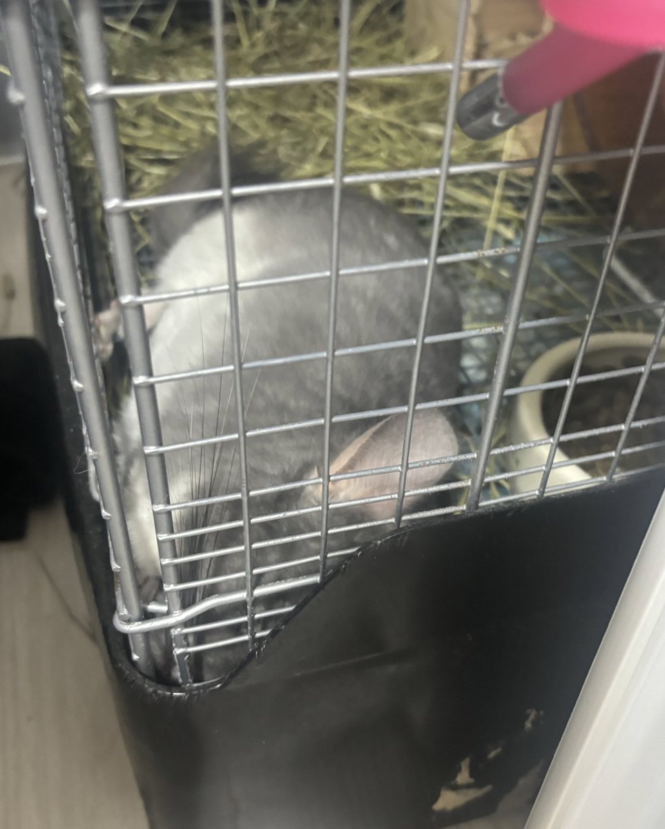mosumorumo's tweet photo. アザラシ🦭みたいな形で睡眠中の
チンチラ🐭さん https://t.co/L0RBJ1QGIU