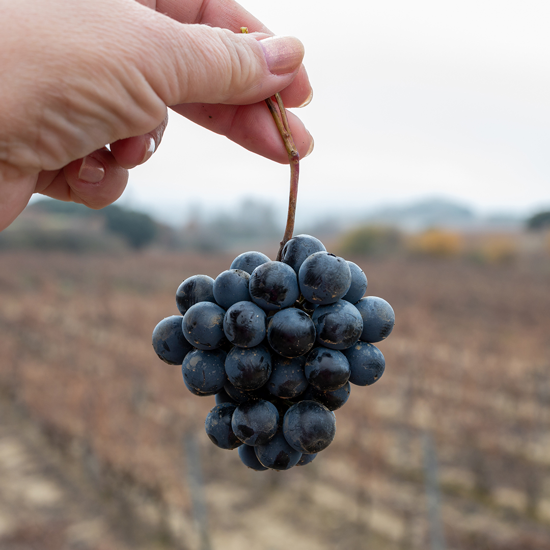 neiker_BRTA's tweet photo. 🍇A través del proyecto #IsWINE, respaldado por @MSCActions, estudiamos qué prácticas de manejo del #viñedo son más sostenibles e implican un menor impacto sobre los recursos hídricos.
ℹ️https://t.co/vQ3xgf4ddY https://t.co/3HxGVwkHwV