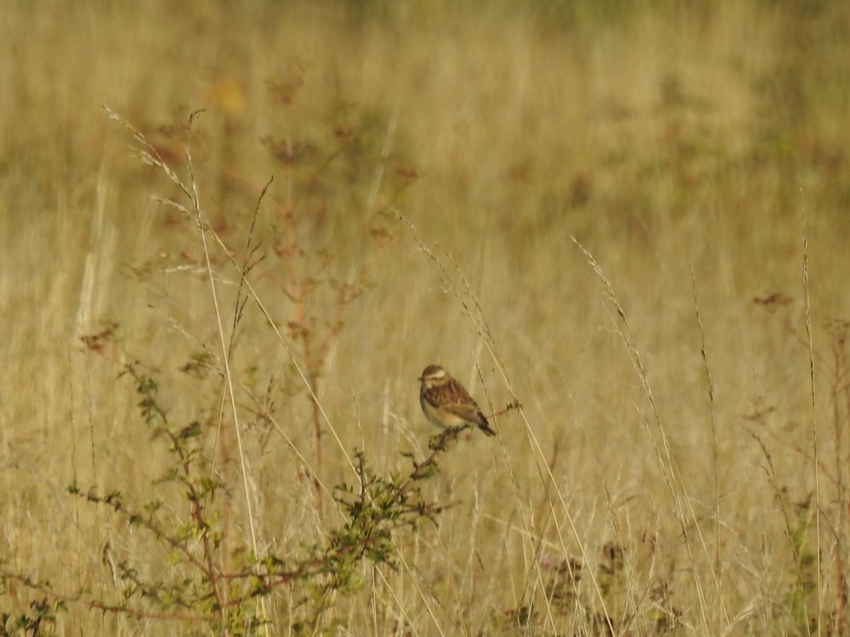 It's an exciting time of year for birders, seasons changing, birds on the move. But also traditionally a frustrating time when everyone else seems to be seeing Ospreys, Wrynecks, warblers and flycatchers. But I can always rely on Whinchats, which turn up reliably on my patch.