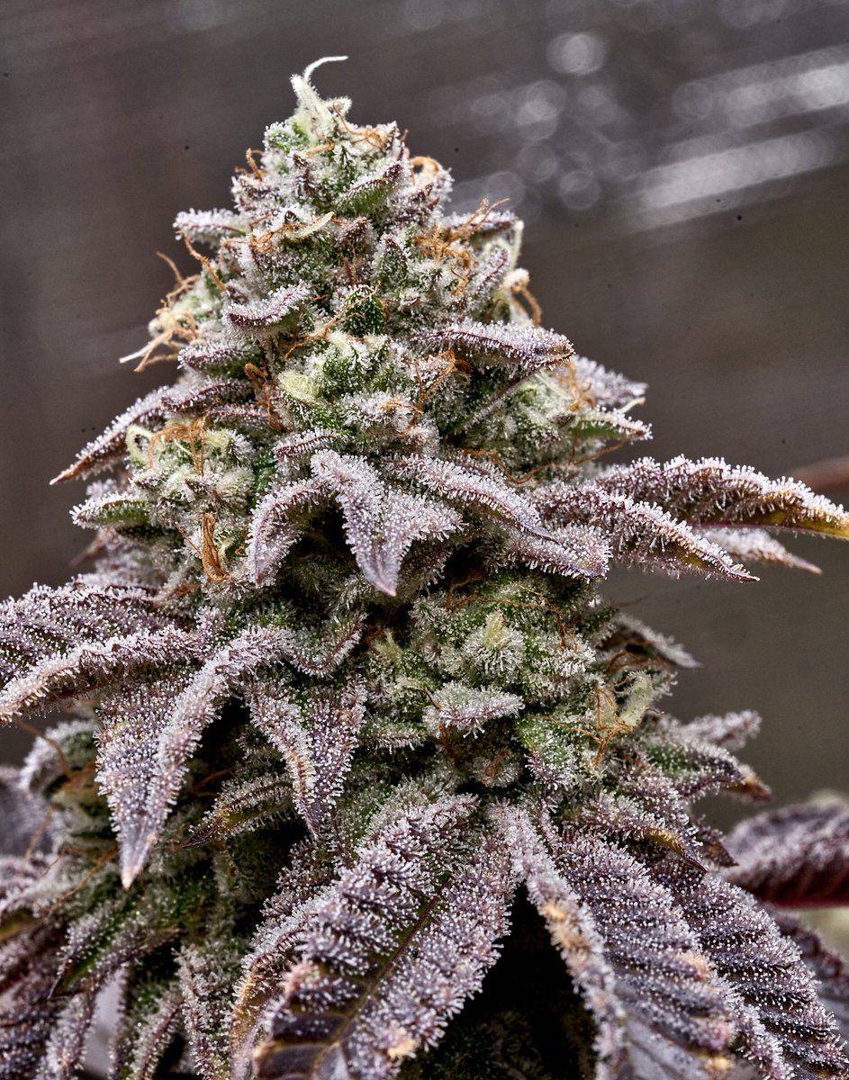 cannabizseed's tweet photo. πΏβ¨ Black African Magic Seeds β¨πΏ
Rare seeds from Congoβs Ituri forest π with a potent 29% THC! Pure sativa for a creative, energizing mind high. Perfect for daytime productivity and inspiration. π Feel the magic of Africa with every puff! πΏβ¨
#BlackAfricanMagicSeeds #THC29 https://t.co/hCS7FLRLvG