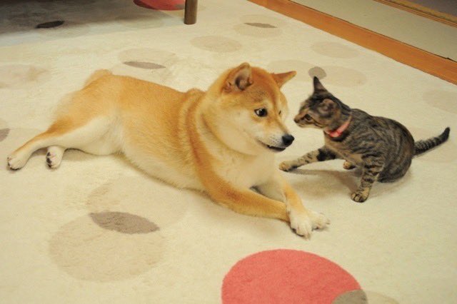 Wzarrd's tweet photo. @dogeofficialceo Welcome to the Cat Season! 🐈🔥 $CATE is not here to compete, but to conquer! With Atsuko’s narrative behind us, we’re leading the meme revolution on ETH. Don’t miss out on this legendary run! #CATEFamily @cateonethereum #CATE $CATE https://t.co/ISF5DniepH