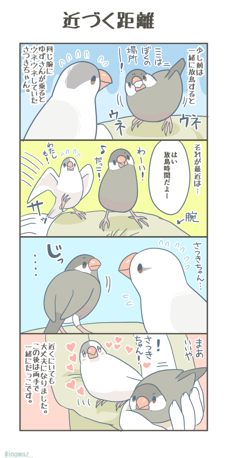 ふたり、少しずつ一緒にいられる距離が近くなってきました。

#漫画が読めるハッシュタグ 
#Buncho #文鳥 