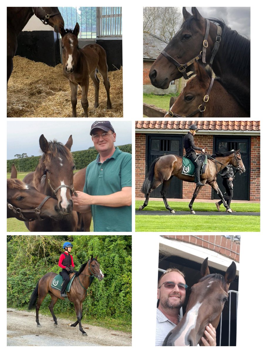 ClaireSayer7's tweet image. Beautiful Empress Lulu starts a new stage in her life today at the British racing school. She will be a star for them. She has been a joy to have since her first day. This is a great opportunity for her to have a protected future Thank you to everyone who has cared for her. 😍