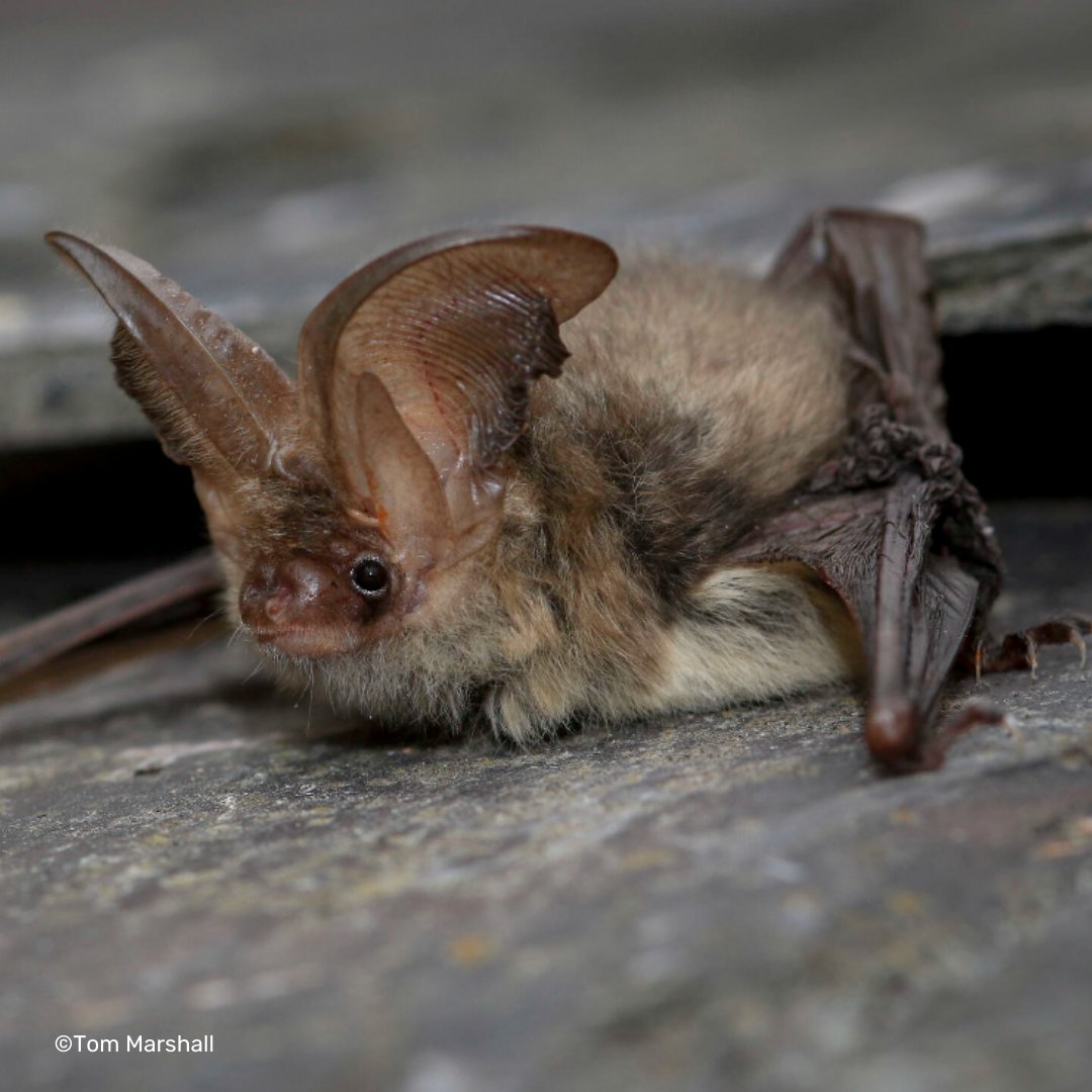 KentWildlife's tweet photo. 🦇Are you interested in learning how to protect bats through the planning system? Or do you just want to learn more about them?

Then join our webinar, it is free but you need to sign up in advance. Please share! 👇👇

https://t.co/sgYu0NGCGy https://t.co/WZ5t8hI2rD