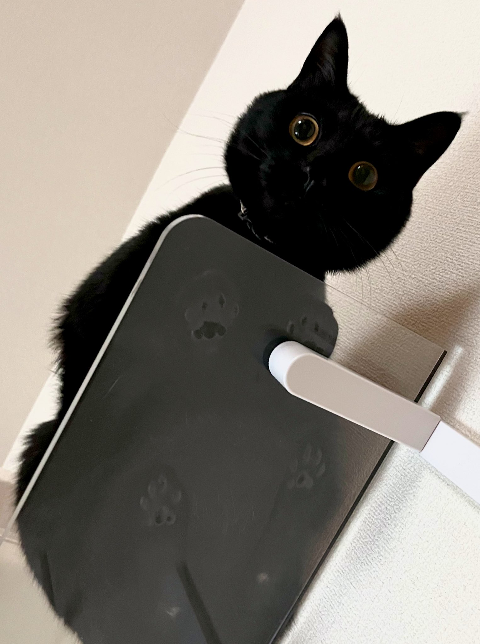 Kuroneko くろねこ