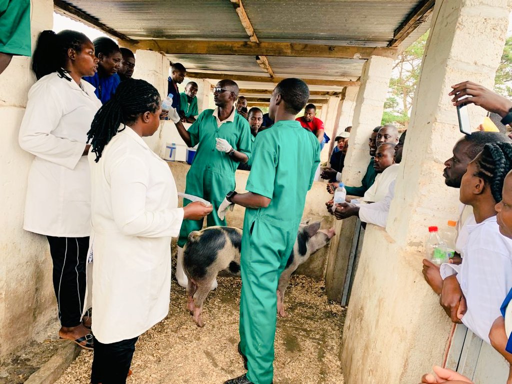 Supported with <a href="/USAIDHanga/">USAIDHanga_Akazi</a>, #RCVD &amp; <a href="/UmucyoVet/">UMUCYO VETCONSULT LTD</a> w're training 200 #veterinary practitioners in #Swine🐖artificial insemination technique.This program aims to boost #pig industry through fast genetic improvement while empowering trainees with #jobCreation &amp; #EntrepreneurshipSkills.