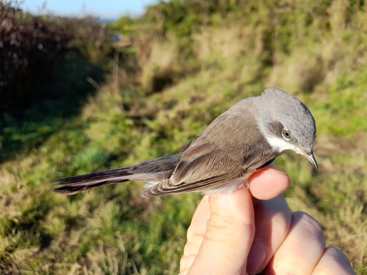 Bucktonbirder now on Bluesky (@bucktonbirder) on Twitter photo 1,000th bird of the autumn - fittingly a Blackcap (469 so far), first Sedge Warbler for ages, Meadow Pipits starting to appear and Lesser Whitethroats thinning out. Clopton, S Cambs. <a href="/CambsBirdClub/">Cambs Bird Club</a> 1,000th bird of the autumn - fittingly a Blackcap (469 so far), first Sedge Warbler for ages, Meadow Pipits starting to appear and Lesser Whitethroats thinning out. Clopton, S Cambs. <a href="/CambsBirdClub/">Cambs Bird Club</a>