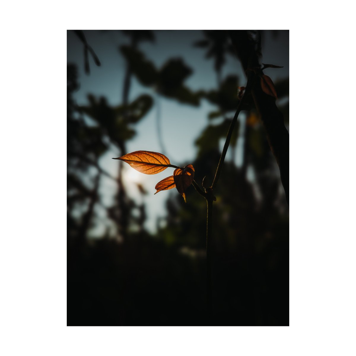 playingwtpixels's tweet photo. Illuminated by the first light 
In the quiet embrace of twilight, even the smallest leaf catches the sun's final kiss, holding onto the light before nightfall
#NaturePhotography #GoldenHourGlow #SunsetMagic #ChasingLight #StillnessInNature #NaturePoetry https://t.co/W1KM2u8TeA