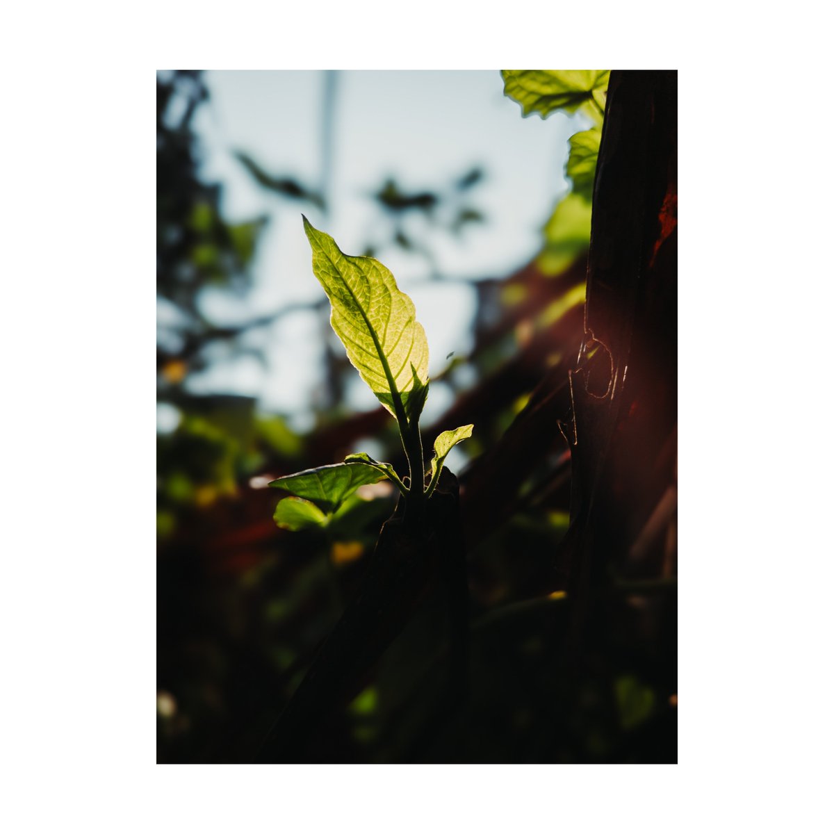 playingwtpixels's tweet photo. Illuminated by the first light 
In the quiet embrace of twilight, even the smallest leaf catches the sun's final kiss, holding onto the light before nightfall
#NaturePhotography #GoldenHourGlow #SunsetMagic #ChasingLight #StillnessInNature #NaturePoetry https://t.co/W1KM2u8TeA