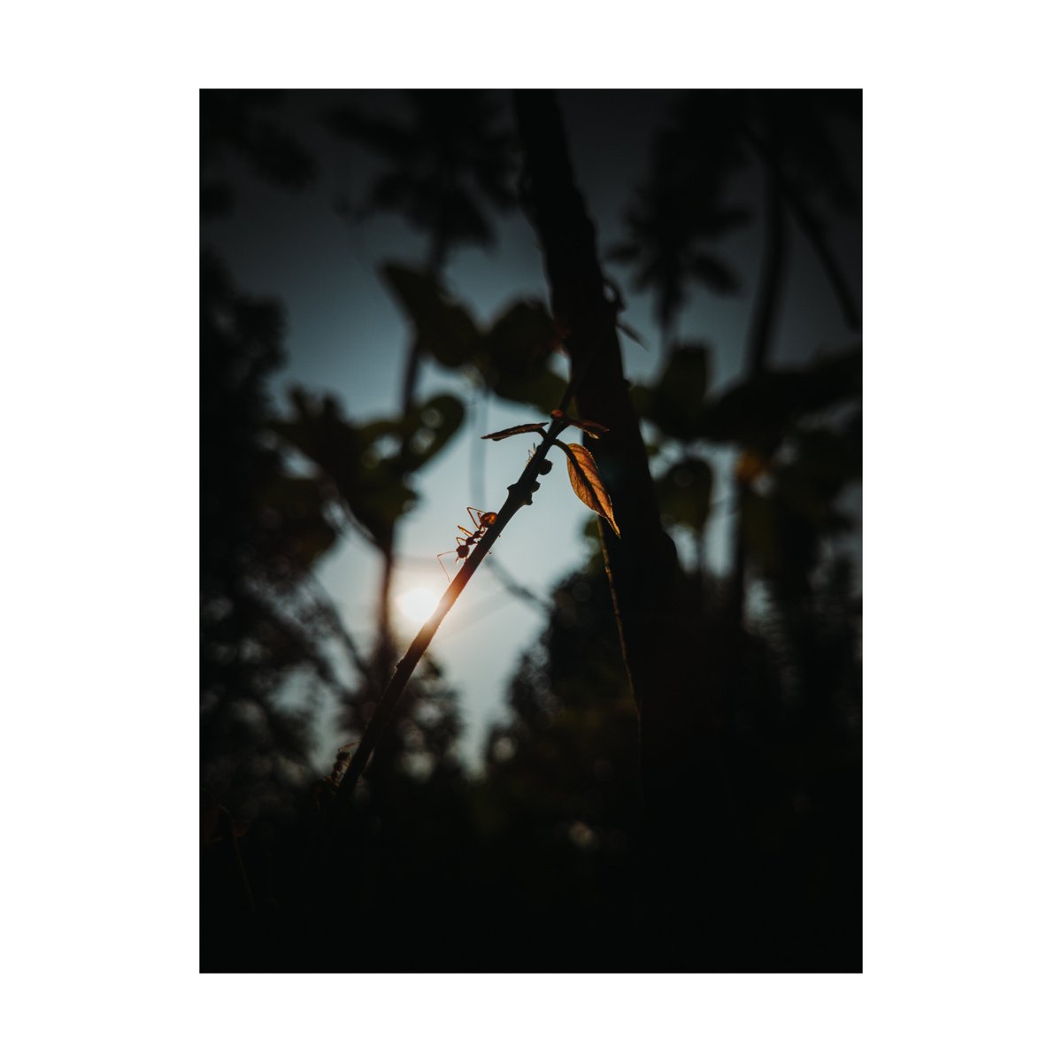 playingwtpixels's tweet photo. Illuminated by the first light 
In the quiet embrace of twilight, even the smallest leaf catches the sun's final kiss, holding onto the light before nightfall
#NaturePhotography #GoldenHourGlow #SunsetMagic #ChasingLight #StillnessInNature #NaturePoetry https://t.co/W1KM2u8TeA