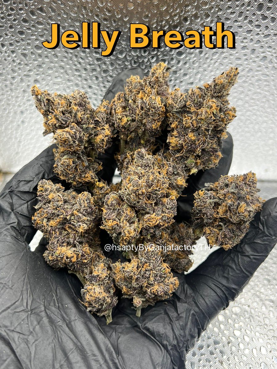 HSApatttaya's tweet photo. 4 strong lady’s from our farm . Been selling for 10+ seasons! 🔥🇹🇭💯
“Promotion” for everyone to enjoy if u never try it !!! 
10g 1200฿,30g 3,333฿,100G

#Pattaya #พัทยา #กัญชาพัทยา #pattaya420 #Pattayaweed #Pattayacity https://t.co/6986xMCtn0