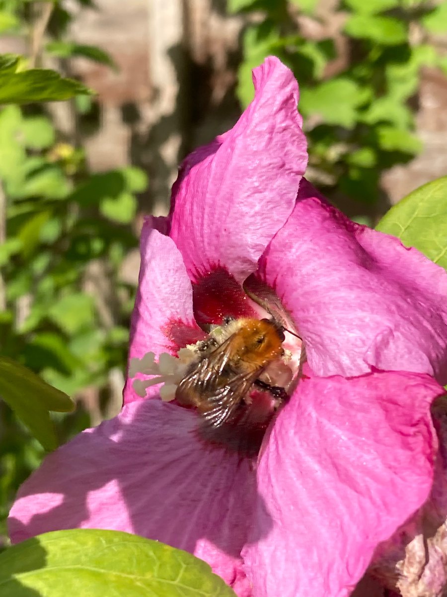 MyGarden_Uk's tweet image. It bees Friday!! 😊🐝🌺

Here comes the Weekend! 🥳

@des_farrand @alisonbeach611 
#Bees #BeeGood #Hibiscus