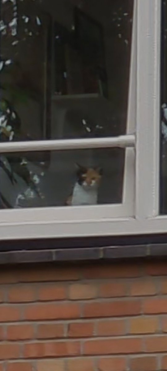 kuchubro's tweet photo. ive always wondered what my cat is up to when I leave home. 
apparently she stares out the window like a lost soul till I come back https://t.co/5LMQxYjHcE