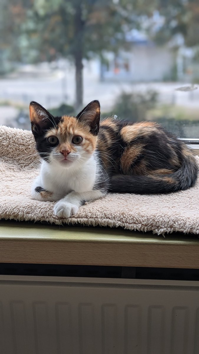kuchubro's tweet photo. she also has the ability to look devastatingly sad in every picture I take https://t.co/mSBFuEAh6w
