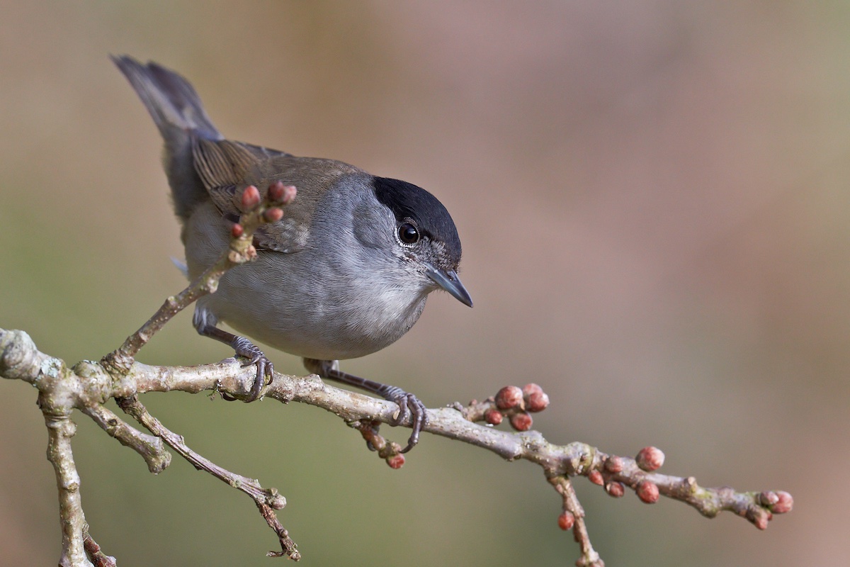 Saiba mais sobre a migração de Outono das aves. Milhares de aves estão a atravessar o Estreito de Gibraltar rumo a África, onde terão alimentação assegurada durante os meses de Inverno. wilder.pt/diversoes/saib… <a href="/spea_birdlife/">SPEA</a>