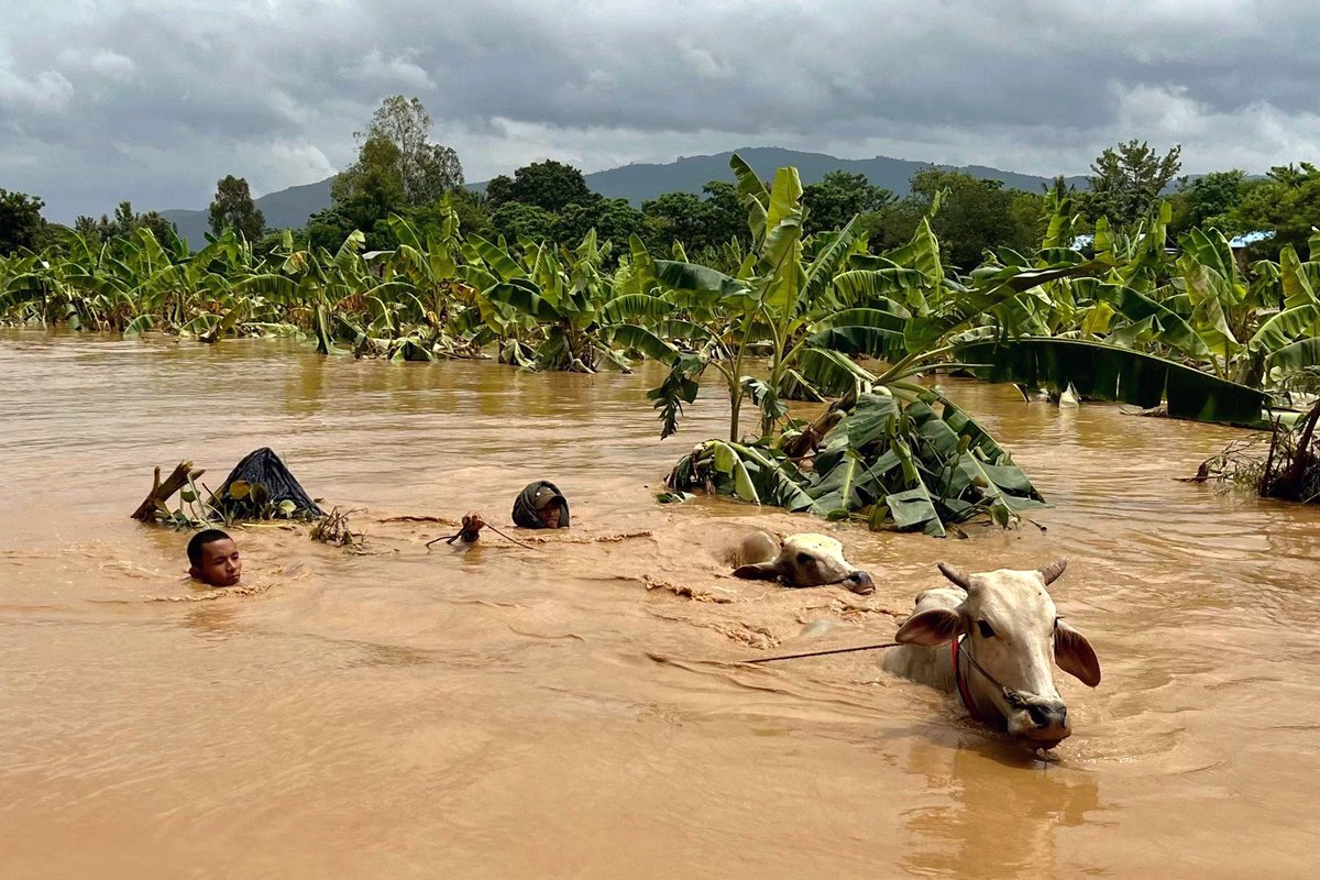 DrSasa22222's tweet photo. The flood crisis in Myanmar has further compounded the already severe humanitarian emergency caused by the brutal military junta (SAC). Many victims were forced to spend entire nights on rooftops or in trees to survive. Over 19 million people are now in urgent need of life-saving humanitarian assistance. The international community must act swiftly to ensure unimpeded humanitarian support reaches Myanmar, as mandated by the UN Security Council's resolution, to alleviate the suffering on the ground.
#MyanmarCrisis #FloodRelief #HumanitarianAid #UNSCResolution #SaveMyanmar #GlobalSolidarity #EndTheSuffering #StopTheViolence
နေပြည်တော်ကောင်စီနယ်မြေ၊ ပျဥ်းမနားမြို့နဲ့ ပဲခူးတိုင်း၊တောင်ငူမြို့ထဲက ကျေးရွာတွေမှာရေကြီးမှုကြောင့်ကျေးရွာတွေထဲပိတ်မိနေကြတဲ့ ဒေသခံတွေကိုကယ်ဆယ်ရေးအဖွဲ့တွေကကယ်ထုတ်နေကြတဲ့မြင်ကွင်းတွေဖြစ်ပါတယ်။
ဗီယက်နမ်မှာ အဆိုးရွားဆုံးတိုက်ခိုက်ခဲ့တဲ့ မုန်တိုင်းယာဂီရဲ့ အကြွင်းအကျန်အရှိန်က မြန်မာဘက်ခြမ်းကိုရောက်လာပြီး မိုးများရာကတဆင့် ရှမ်းတောင်၊ ကရင်နီ၊ရှမ်းရှေ့၊ နေပြည်တော်နဲ့ ပဲခူးဘက်တွေမှာ ရေကြီးရေလျှံမှုတွေဖြစ်ခဲ့တာပါ။
ရှမ်းကုန်းမြေမြင့်က ဆင်းလာတဲ့တောင်ကျချောင်းရေကြောင့် ဆင်သေချောင်းနဲ့ ငလိုက်ချောင်းရေပေါင်းပြီး ပေါင်းလောင်းဆည်ထဲကို ရေဝင်တာကြောင့် ပေါင်းလောင်ဆည်ရေကျော်ပြီး ရေလျှံခဲ့တာကနေ နေပြည်တော် တဝိုက်ကမြို့တွေ အဆိုးဆုံးရေကြီးခဲ့တာဖြစ်ပါတယ်။
ဓာတ်ပုံ - Sai Aung Main/Getty Images
#ဘီဘီစီမြန်မာပိုင်း #မြန်မာ #စစ်ကောင်စီ #နေပြည်တော် #တပ်ကုန်း #ရမည်းသင်း #ပျဥ်းမနား #ပျော်ဘွယ် #တာချီလိတ် #မြေပြိုမှု #ရေကြီးမှု #လူသေဆုံးမှု #ကူညီကယ်ဆယ်ရေး 
https://t.co/j6C5uzLFUc