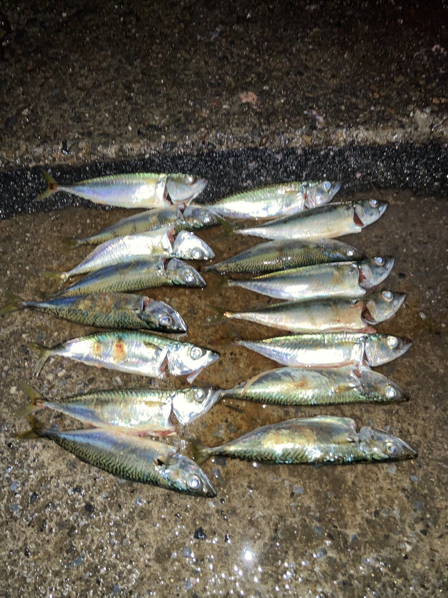 50punks's tweet photo. 15時から18時半
足元でサバ
少し投げてアジ
新護岸でした https://t.co/eciCT7hS1J