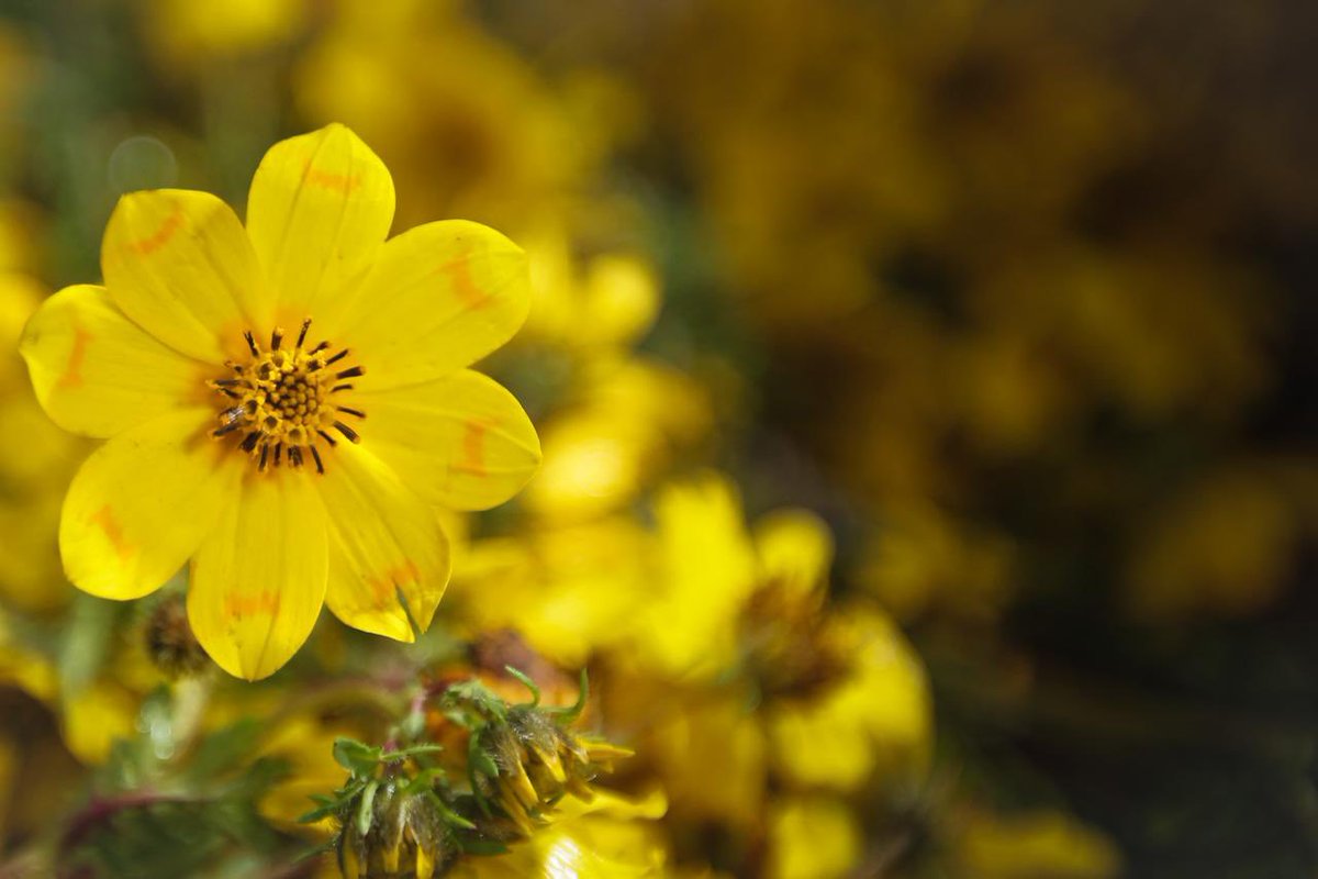 From the soil of resilience, new blooms have risen!!!

#Ethiopia #TheNewHorizonOfHope 
🇪🇹🇪🇹🇪🇹
📷 <a href="/Koraimage/">Abate Damte</a>