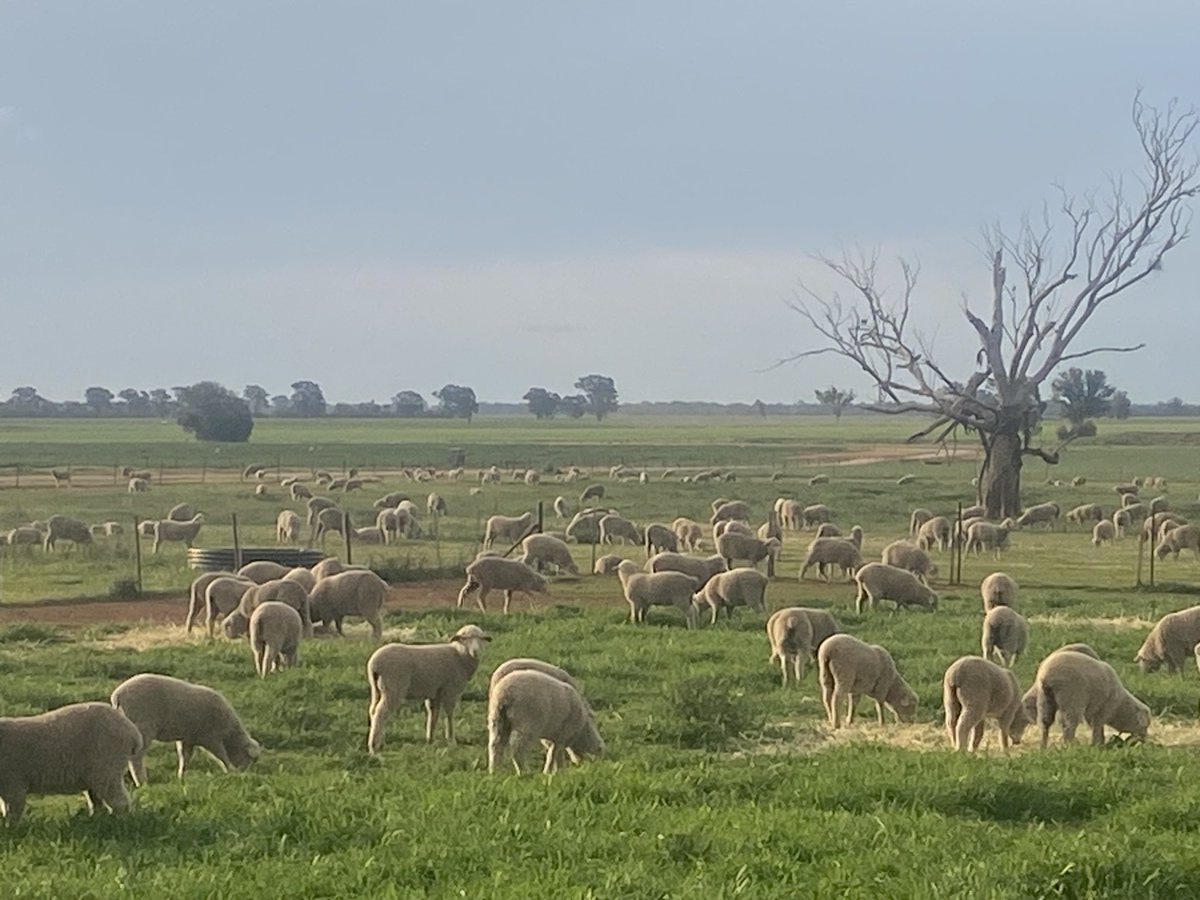 The circle of life - Trigger Vales 47th ram sale on last Friday then weaning next year’s batch this week.