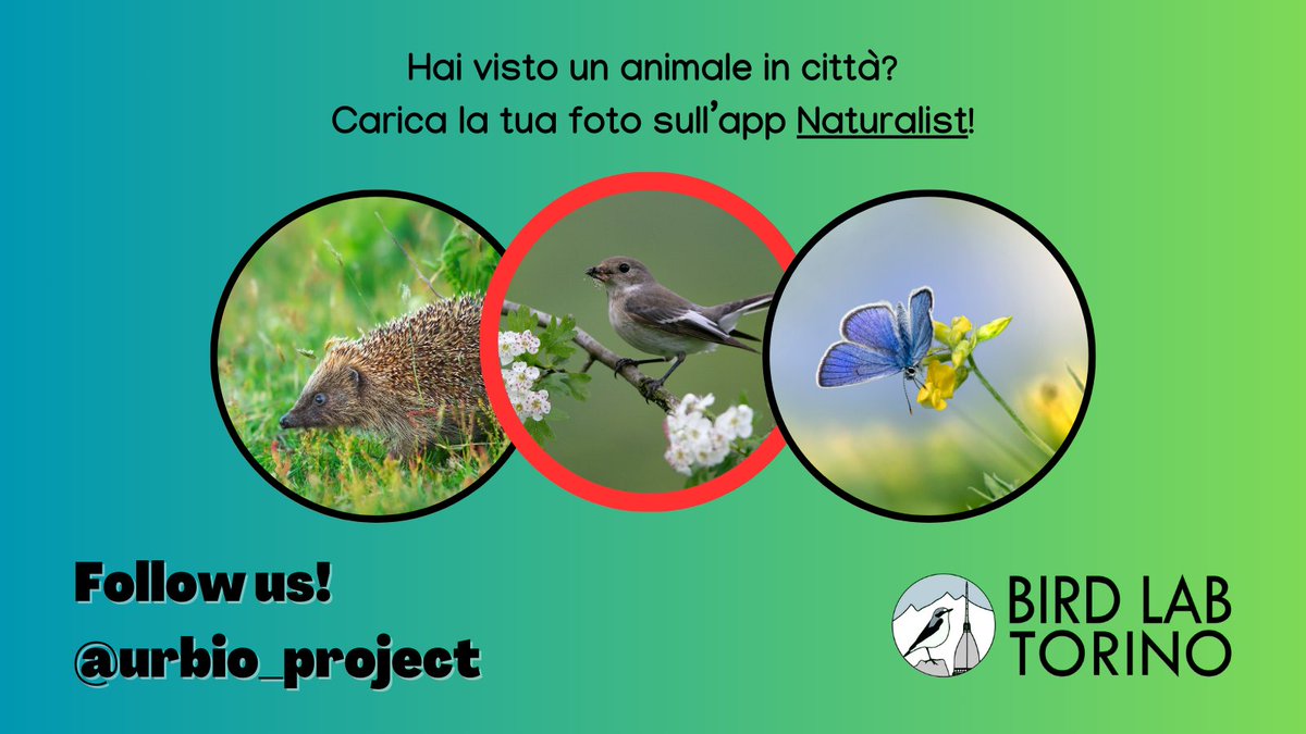 La balia nera è un uccello migratore, spesso avvistato in parchi e giardini urbani in autunno! 🍂🏡

Vuoi aiutarci a monitorare gli animali della tua città? Diventa #volontario! urbio.unimi.it 

#biodiversity #citizenscience #balianera #Ficedulahypoleuca #birdwatching