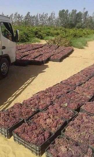 وهذه خيرات الجنوب
وادي عتبة تبعد عن سبها 160كم جنوبا وهذه بعض صور محصول العنب من جنوبنا الغالي