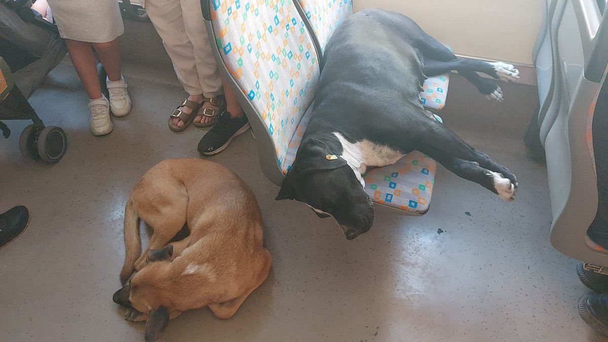 Eskişehir tramvaydan bir görüntü.

Sözde en çağdaş, batıcı şehirlerden birisi.

CHP Avrupa diye tekneye bindirip, Hindistan'da indirdi insanları.