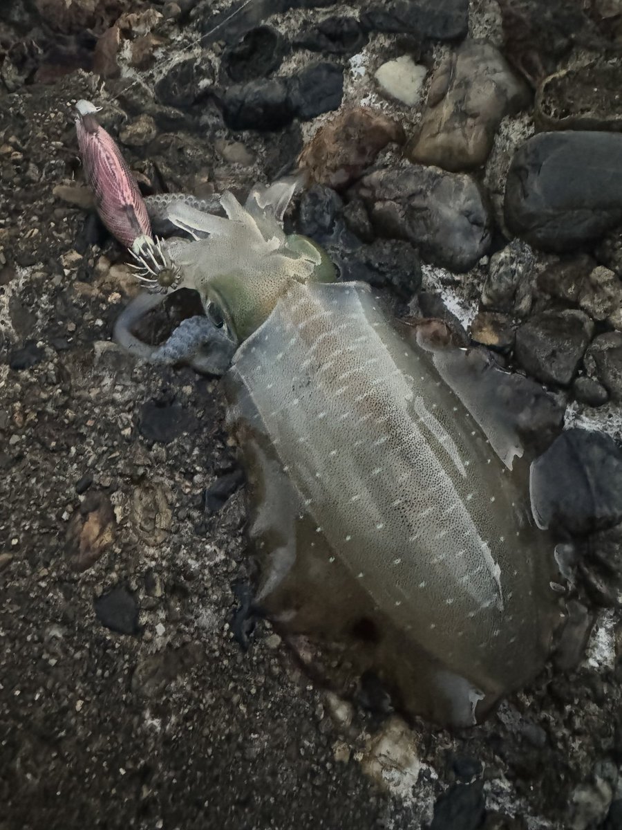 AndyFish101's tweet photo. 5時半から8時までの 2時間半で18杯🦑で2.8キロ釣れました🦑
平均150グラムでした🦑
大きいのはトンカツサイズでした😄
1週間で大きくなってました👍
良いテンポで釣れて楽しかったです🎣
帰って来てすぐにお刺身に🦑
めっちゃ美味しかった😋

#エギング
#アオリイカ
#秋イカ
#イカ釣り https://t.co/Gzn1FfGgXg