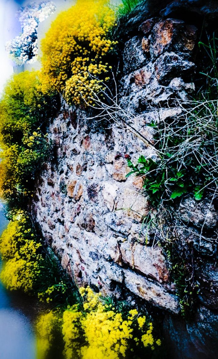 PishroFarnaz's tweet image. New drop artwork in @objktcom
Check out this new graphism artwork
Title : wall in Flowers
3 editions
Price : 5 XTZ 
Link 
objkt.com/tokens/KT1GkN8…
#nftfarnazpishro
#farnazpishro
#graphisme