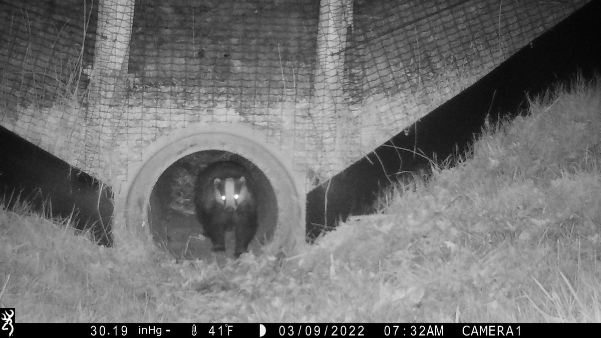 Voor veel diersoorten vormen wegen en spoorlijnen barrières waardoor ze niet veilig kunnen oversteken naar andere gebieden. A&amp;W heeft ervaring met het ontwerpen van verschillende typen #faunapassages en verzorgt ook de monitoring. Zie voor voorbeelden: altwym.nl/projecten/faun…