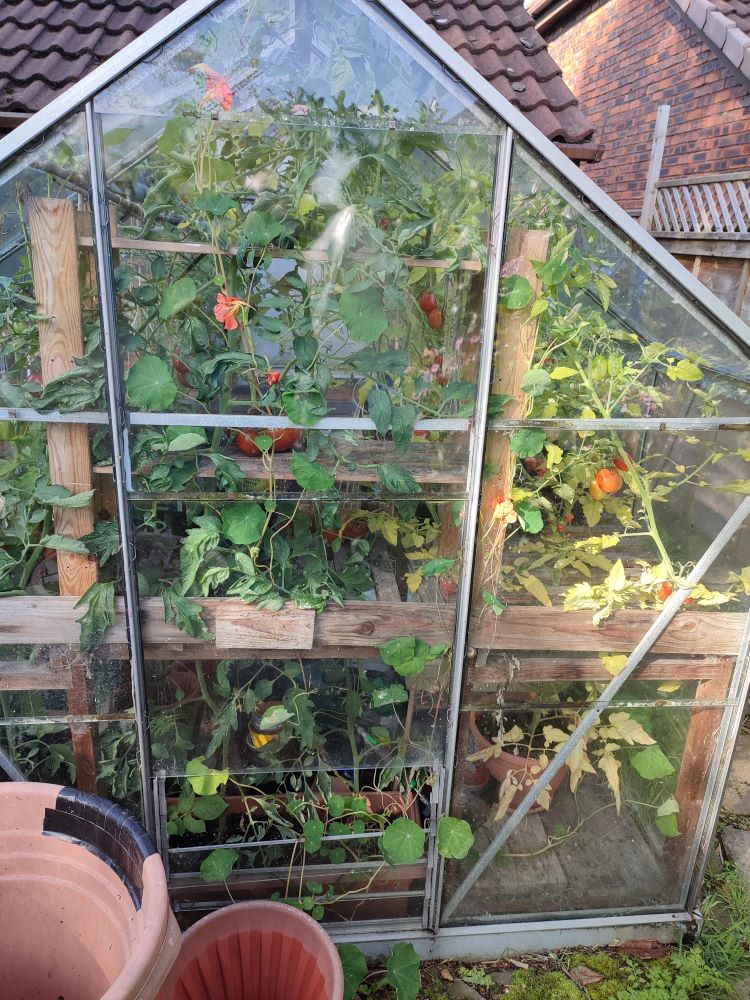 The first frost (which could be any day now, it seems!) will kill my rampant nasturtiums, but for now, the accidentally planted party continues!