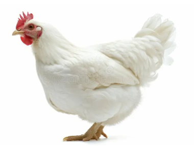 jcbdraco's tweet photo. The #1 name for a pet dog is Max.  The #1 name for a chicken is now Donald Trump.  #NoDebateTrump https://t.co/zZ0j5Hiuis