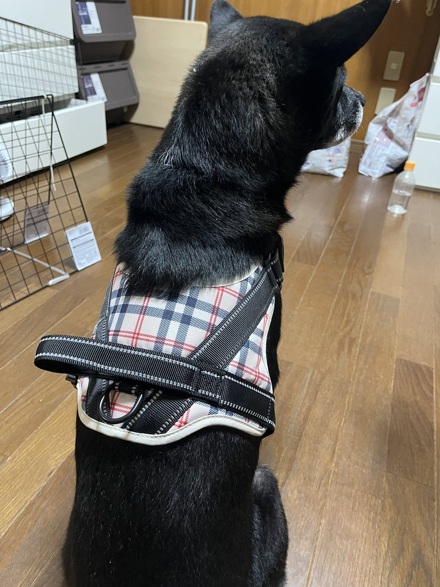 REE1K0's tweet photo. 明後日で4歳🥰
お誕生日プレゼントにハーネス🎁

いっぱいお散歩行こうね♥️ https://t.co/PQWCTXWgcb
