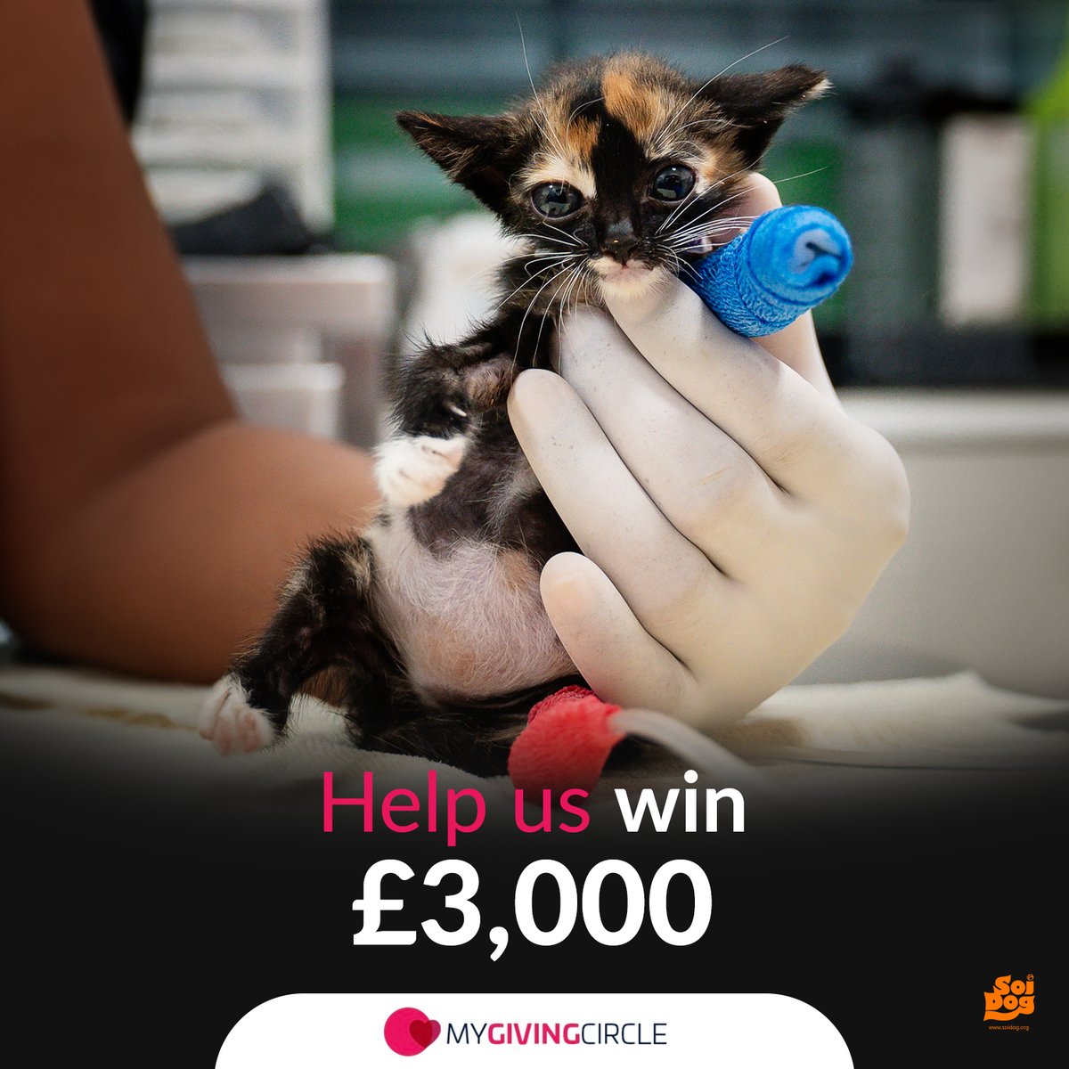 Soi Dog Foundation (@soidogphuket) on Twitter photo We need YOU! Help us win up to £3,000 in <a href="/MyGivingCircle/">MyGivingCircle</a>'s September 2024 Grants Round!
With nearly 2,000 animals in our care, these funds will provide crucial medical care, food, and safe shelter for rescued dogs and cats in Thailand.🥺
👉Vote now: mygivingcircle.org/soi-dog-founda… We need YOU! Help us win up to £3,000 in <a href="/MyGivingCircle/">MyGivingCircle</a>'s September 2024 Grants Round!
With nearly 2,000 animals in our care, these funds will provide crucial medical care, food, and safe shelter for rescued dogs and cats in Thailand.🥺
👉Vote now: mygivingcircle.org/soi-dog-founda…