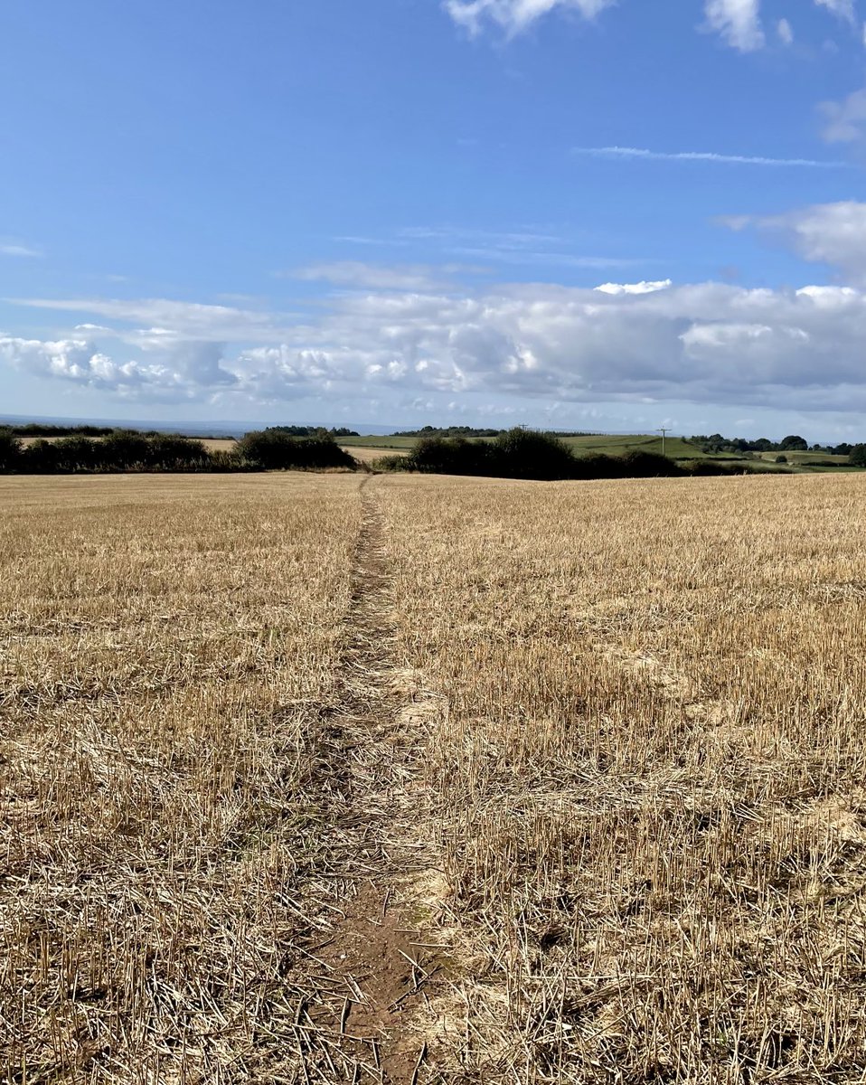 The weather has changed again - walking on the Delamere trail - blue skies across Cheshire this morning ⁦<a href="/visitdelamere/">Delamere Forest Photos🌲</a>⁩