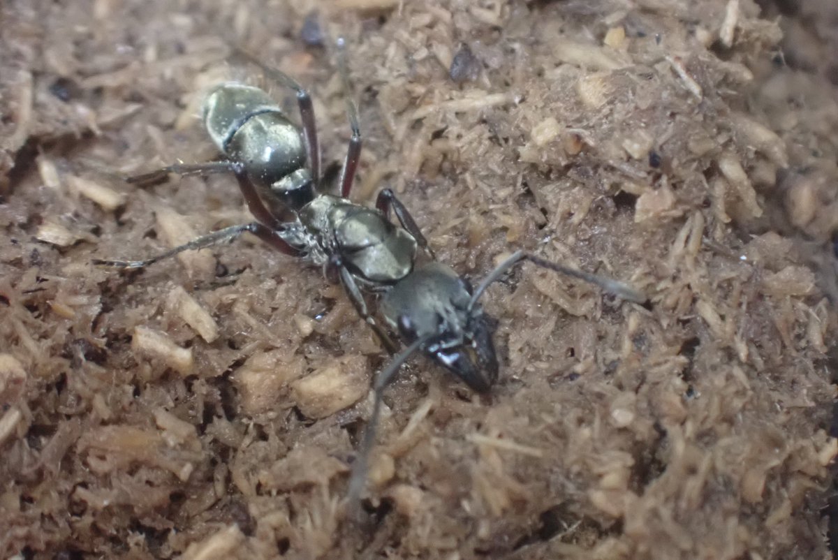AYinp0rt's tweet photo. 入荷は続くよ、どこまでも https://t.co/9YfIgzl5Ny