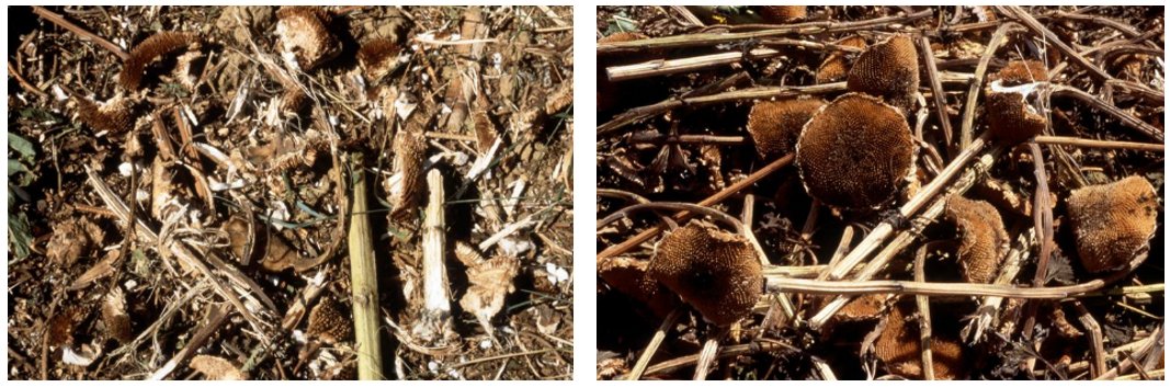 La récolte des 🌻 se prépare. Il va falloir gérer les hétérogénéités de maturité et la météo. Voici 3 points importants à mon sens pour limiter les pertes
- récolter au bon stade
- choisir l'équipement adapté
- régler correctement la machine
Bonne récolte à vous 😉